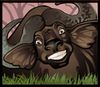 Buffalo